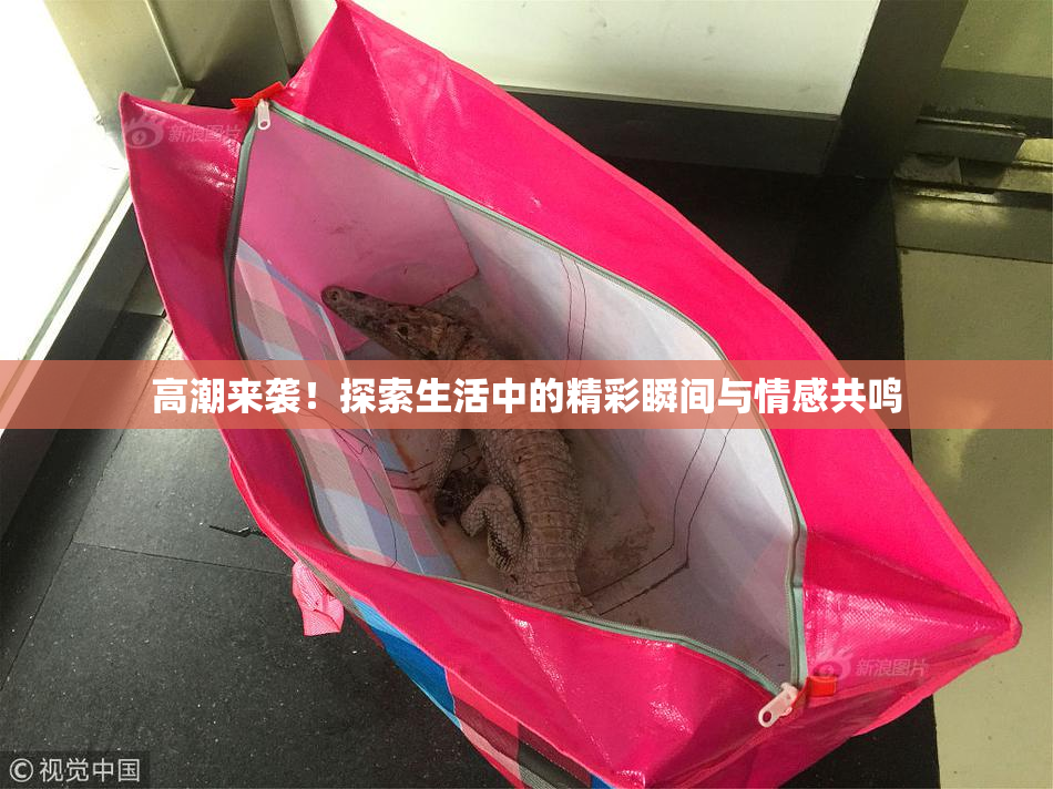 高潮来袭！探索生活中的精彩瞬间与情感共鸣