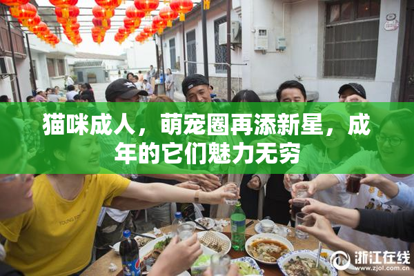 猫咪成人，萌宠圈再添新星，成年的它们魅力无穷