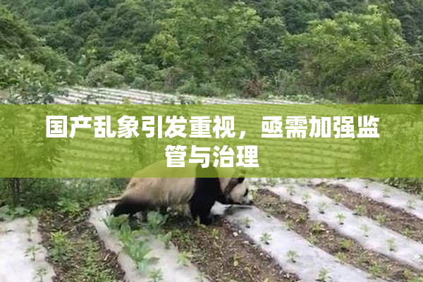 国产乱象引发重视，亟需加强监管与治理