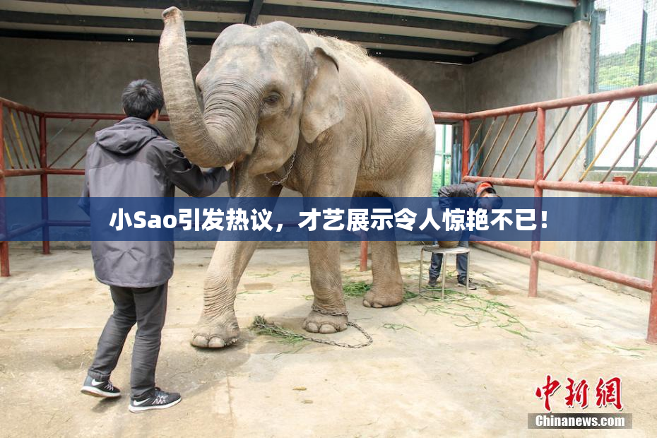 小Sao引发热议，才艺展示令人惊艳不已！