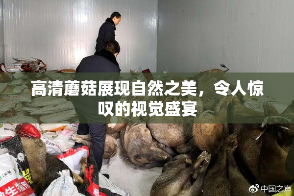 高清蘑菇展现自然之美，令人惊叹的视觉盛宴