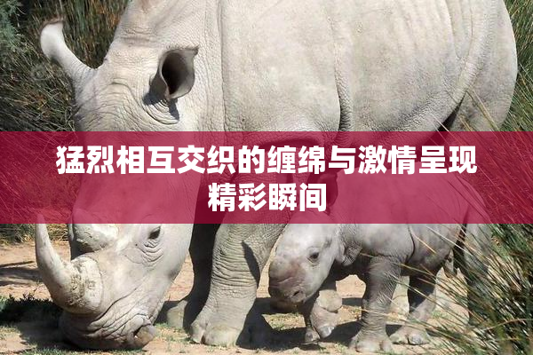猛烈相互交织的缠绵与激情呈现精彩瞬间