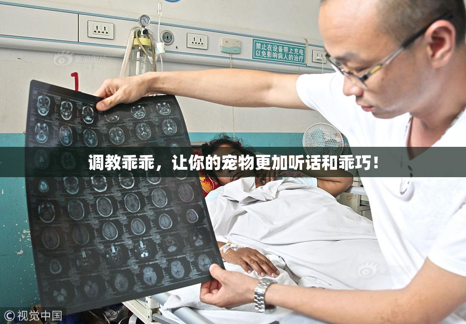 调教乖乖，让你的宠物更加听话和乖巧！