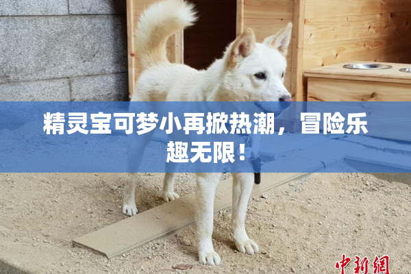 精灵宝可梦小再掀热潮，冒险乐趣无限！