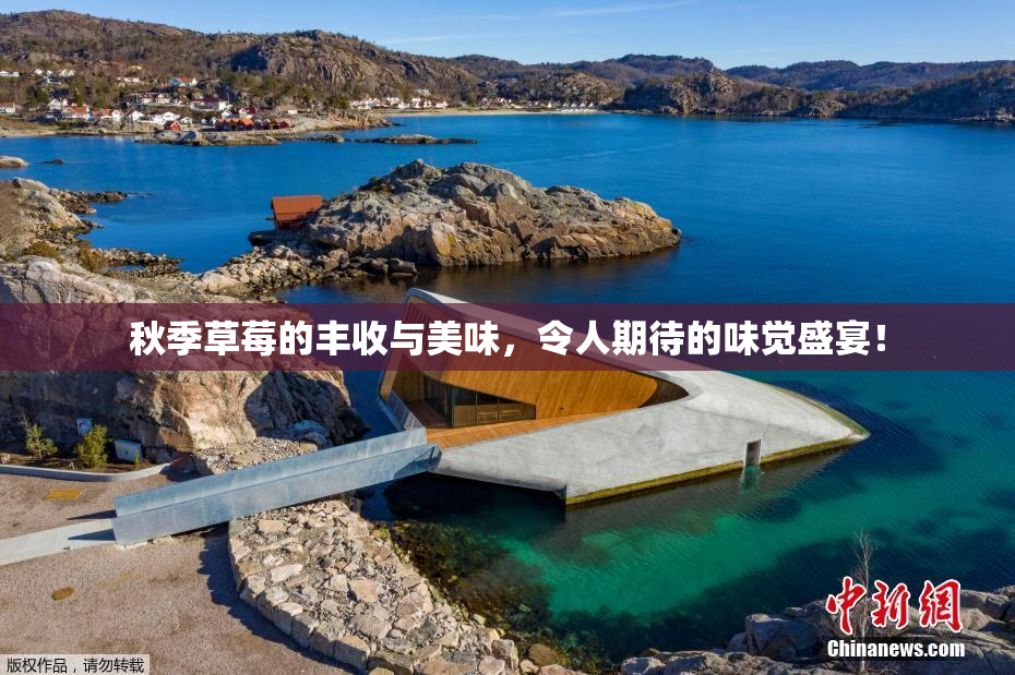 秋季草莓的丰收与美味，令人期待的味觉盛宴！