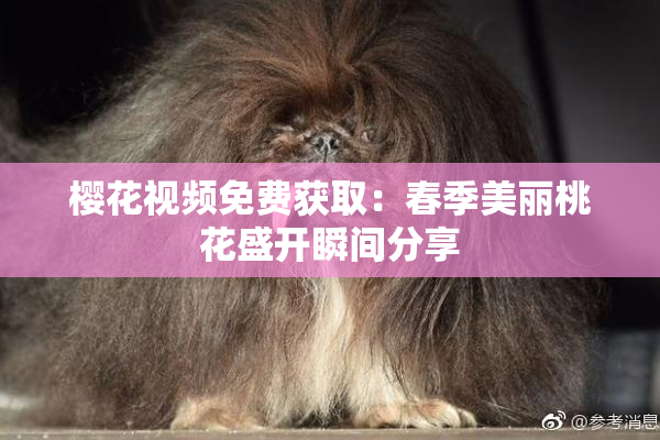 樱花视频免费获取：春季美丽桃花盛开瞬间分享