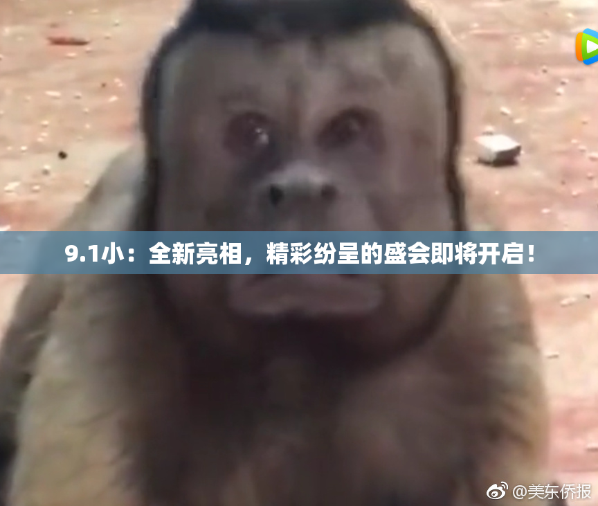 9.1小：全新亮相，精彩纷呈的盛会即将开启！