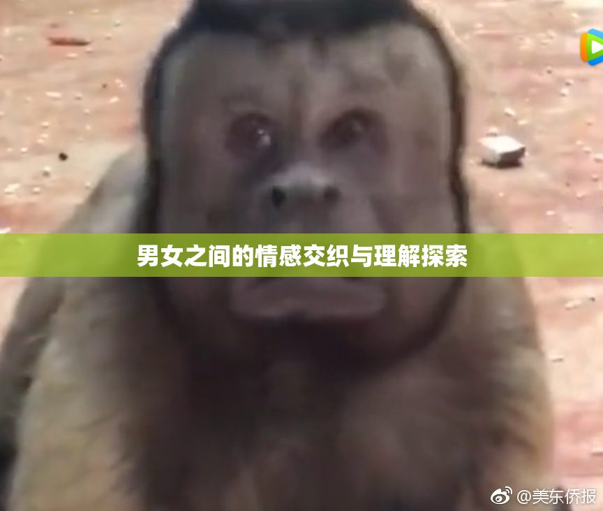 男女之间的情感交织与理解探索
