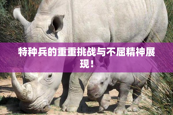 特种兵的重重挑战与不屈精神展现！