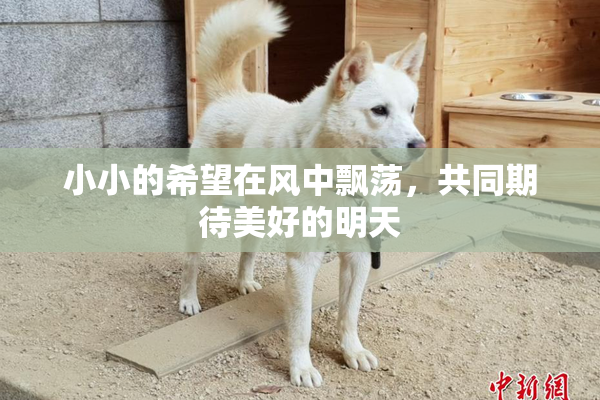 小小的希望在风中飘荡，共同期待美好的明天