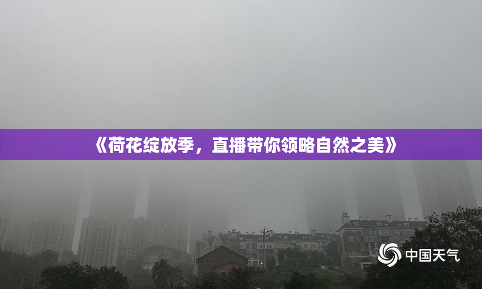 《荷花绽放季，直播带你领略自然之美》