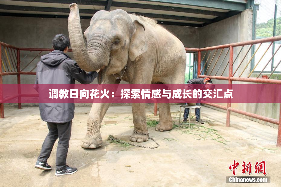 调教日向花火：探索情感与成长的交汇点