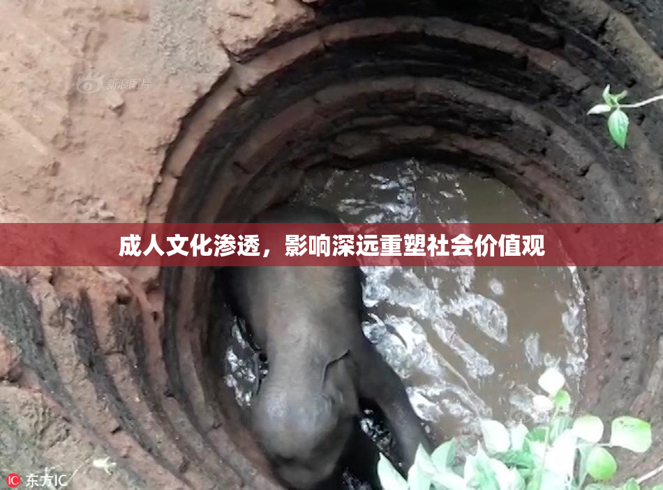 成人文化渗透，影响深远重塑社会价值观