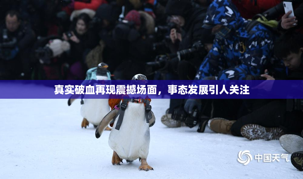 真实破血再现震撼场面，事态发展引人关注