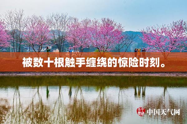 被数十根触手缠绕的惊险时刻。