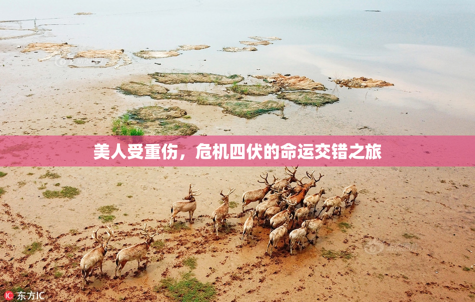 美人受重伤，危机四伏的命运交错之旅