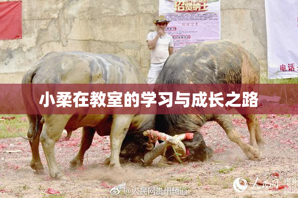 小柔在教室的学习与成长之路
