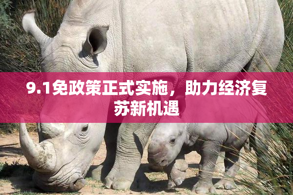 9.1免政策正式实施，助力经济复苏新机遇