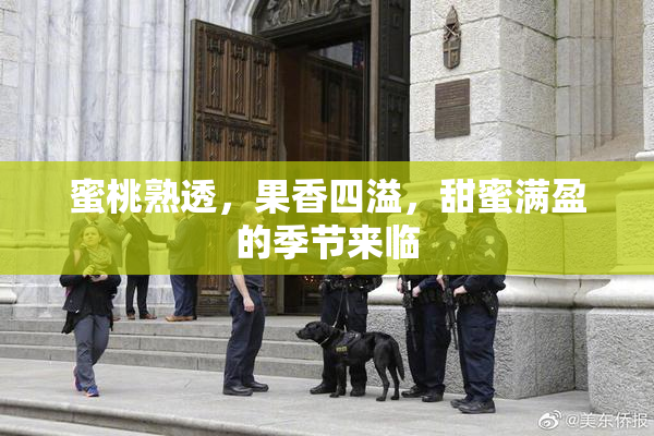 蜜桃熟透，果香四溢，甜蜜满盈的季节来临